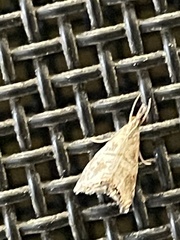 Glaucocharis dilatella