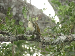 Indicator variegatus