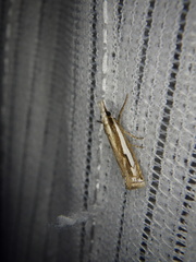 Crambus argyrophorus