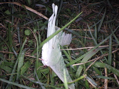 Actias aliena aliena