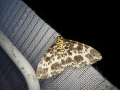 Dilophodes elegans elegans