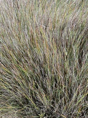 Juncus kraussii