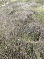 Juncus kraussii