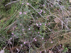 Boronia gracilipes