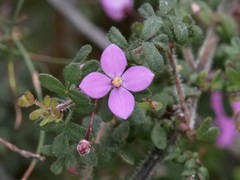 Boronia gracilipes