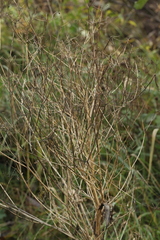 Pastinaca sativa sylvestris