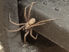Tegenaria