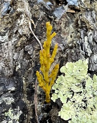 Arceuthobium littorum