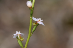 Stylidium graminifolium