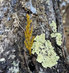 Arceuthobium littorum