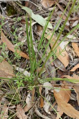 Stylidium graminifolium