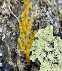 Arceuthobium littorum