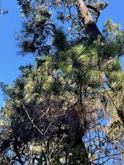 Arceuthobium littorum