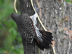 Colaptes auratus cafer