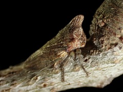 Platycotis minax