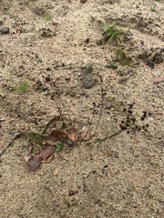 Juncus alpinoarticulatus