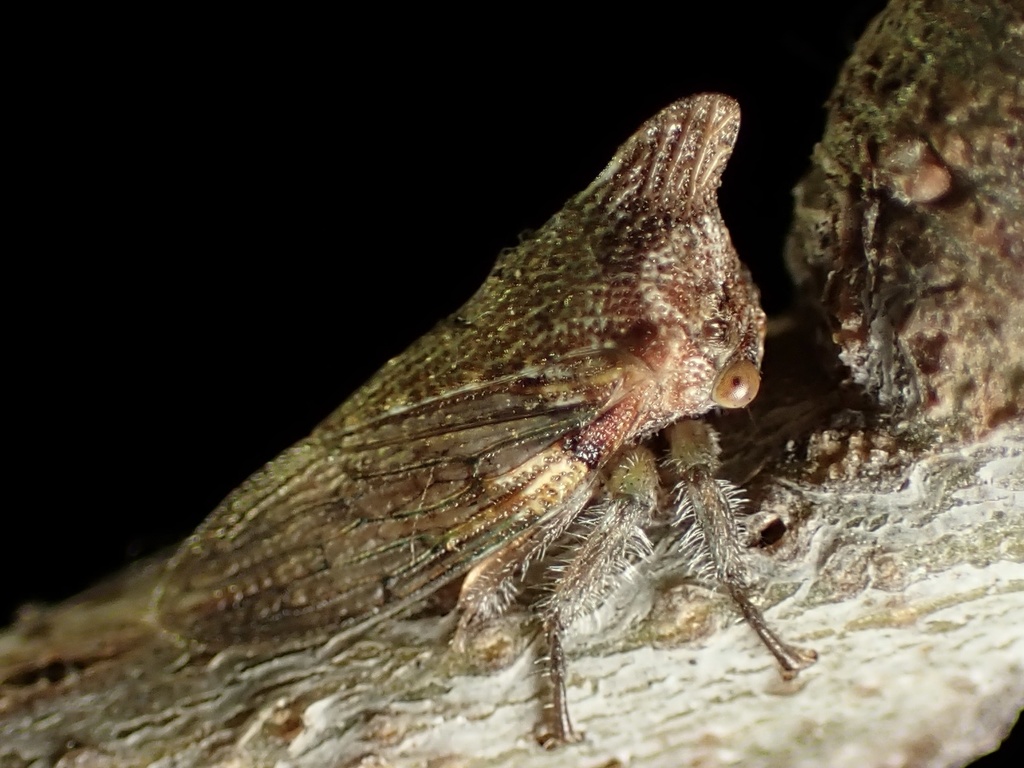 Platycotis minax