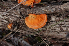 Trametes coccinea