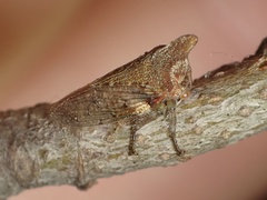 Platycotis minax