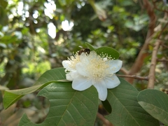 Psidium guajava