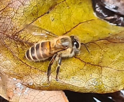 Asian Honey Bee