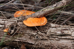 Trametes coccinea