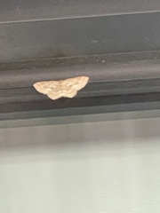 Epicyme rubropunctaria