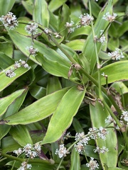 Callisia fragrans