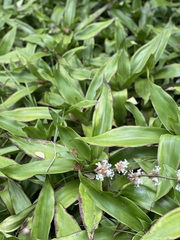 Callisia fragrans