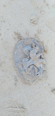 Catostylus mosaicus