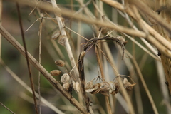 Pastinaca sativa sylvestris