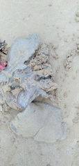Catostylus mosaicus