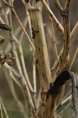 Pastinaca sativa sylvestris