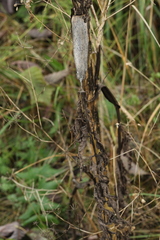 Pastinaca sativa sylvestris