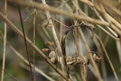 Pastinaca sativa sylvestris