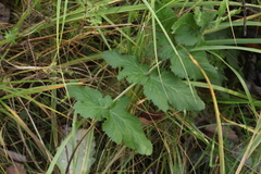 Pastinaca sativa sylvestris