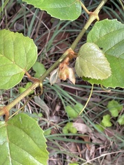 Cissus verticillata