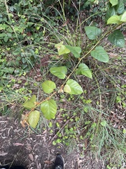 Cissus verticillata