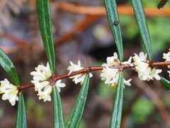 Pimelea axiflora axiflora