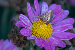 Pyrausta californicalis