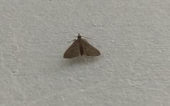 Herpetogramma licarsisalis