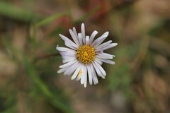 Allittia uliginosa
