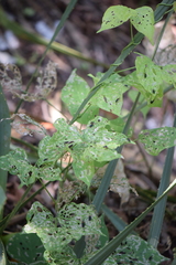 Xenochalepus maculicollis