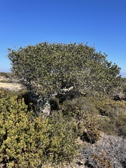 Quercus agrifolia agrifolia