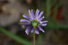 Allittia uliginosa