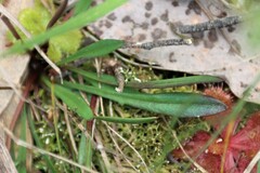 Allittia uliginosa