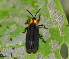 Xenochalepus maculicollis