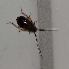 Ectobius sylvestris