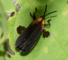 Xenochalepus maculicollis