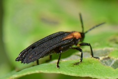 Xenochalepus maculicollis